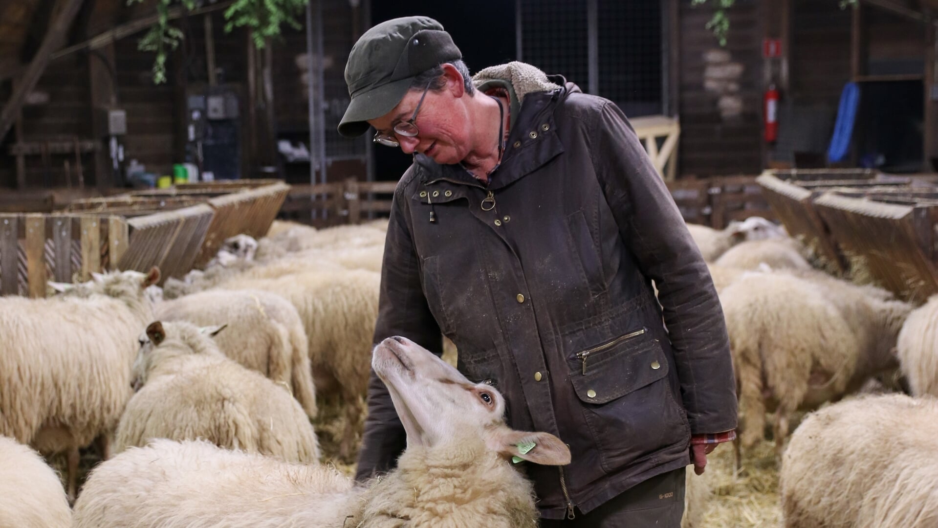 Help herder Marion Derks in de schaapskooi Ermelo tijdens de lammertijd. 