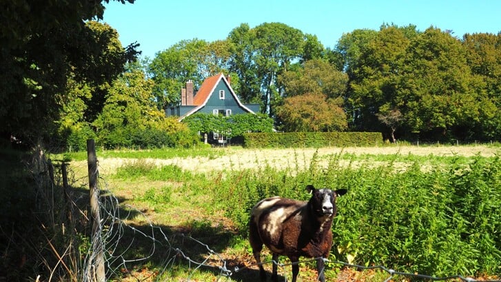 Afbeelding