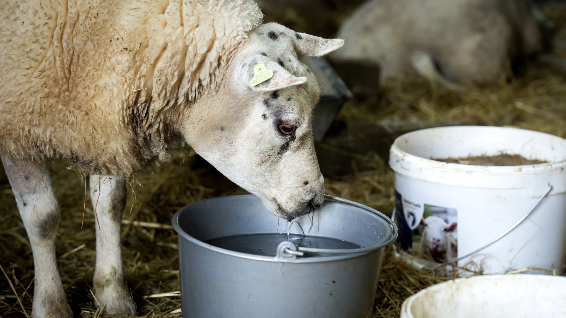 Een schaap besmet met het blauwtongvirus. De ziekte verspreidt snel door Nederland onder herkauwers zoals schapen, geiten en koeien. 