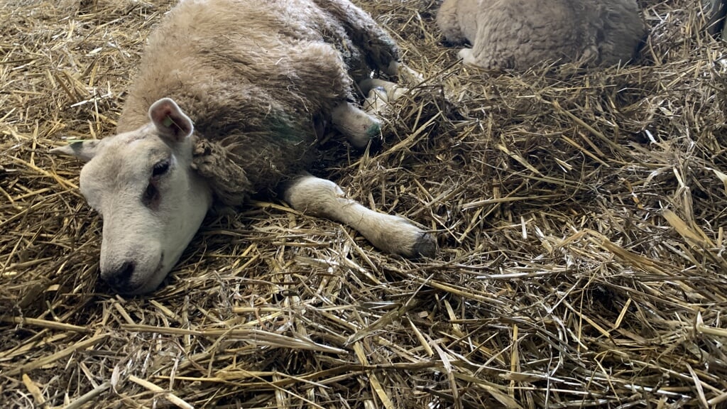 Developments in Bluetongue Virus Vaccine: Netherlands Agriculture Minister Speaks Out