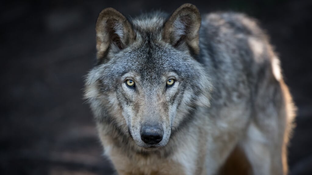 Nu ook subsidie voor hekken tegen wolf in Putten - Al het nieuws uit Ermelo