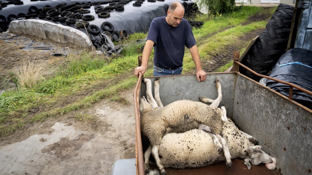 Een boer staat bij een kar met door het blauwtongvirus gestorven schapen.