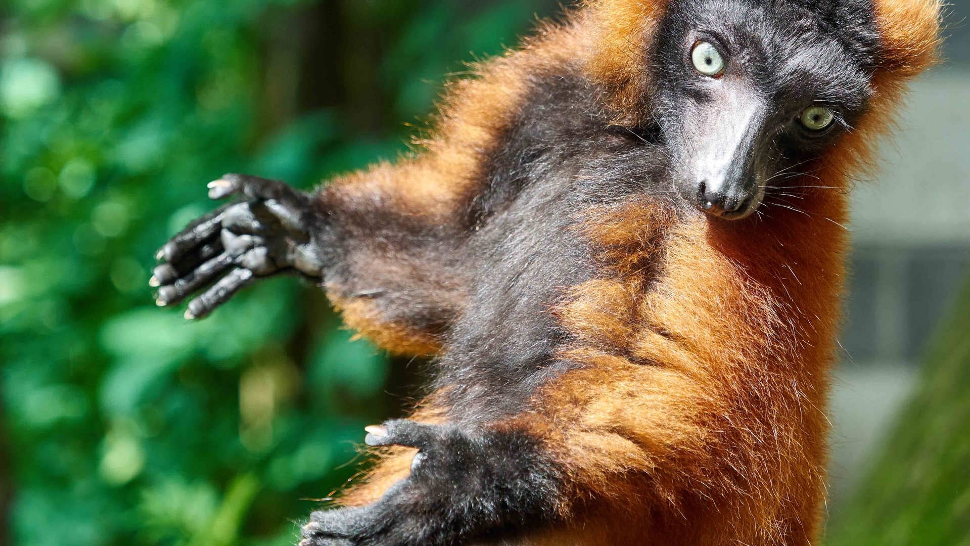 Vari’s leven in de natuur in de regenwouden van Madagaskar. De dieren worden ernstig bedreigd, doordat veel bomen in hun leefgebied worden gekapt.