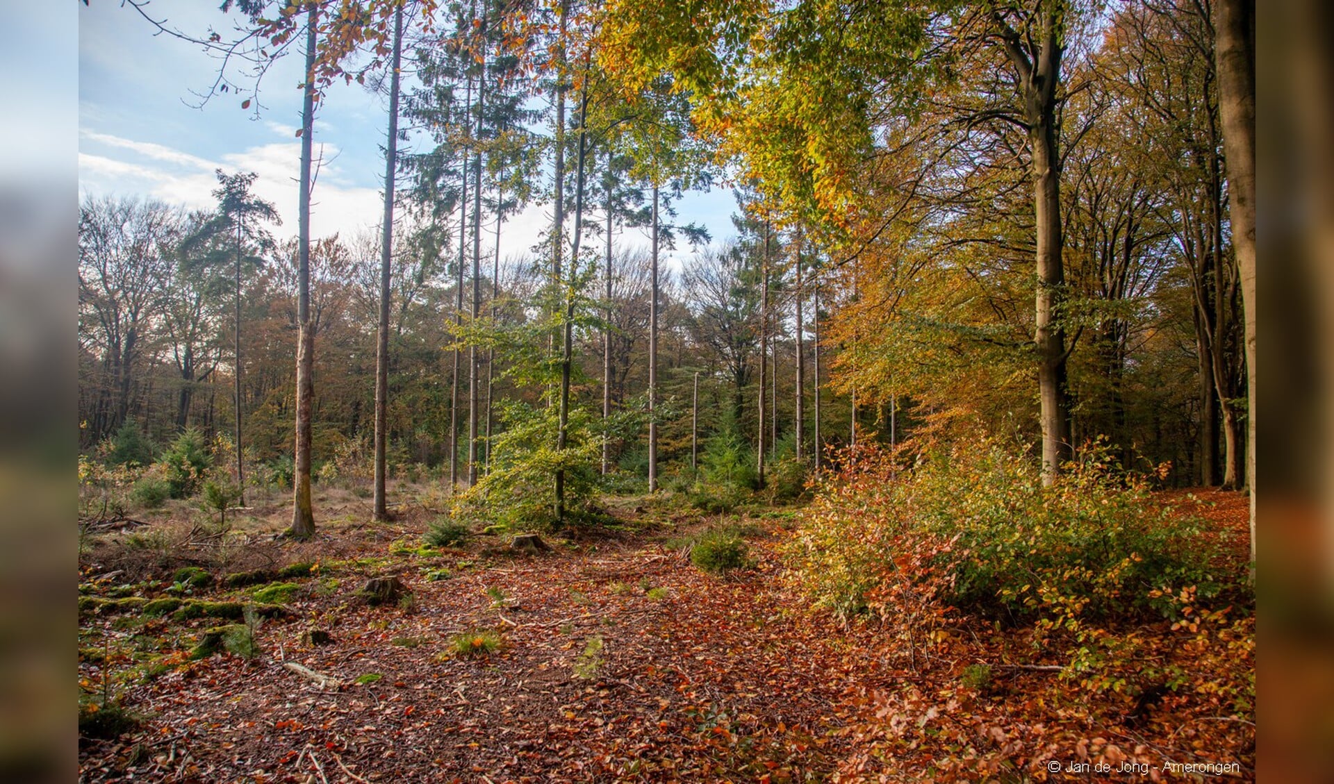 Herfst in het Amerongse Bos