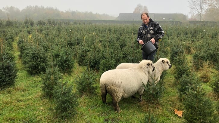 Gerard de Bruin bij zijn kerstbomen en Shropshire schapen.