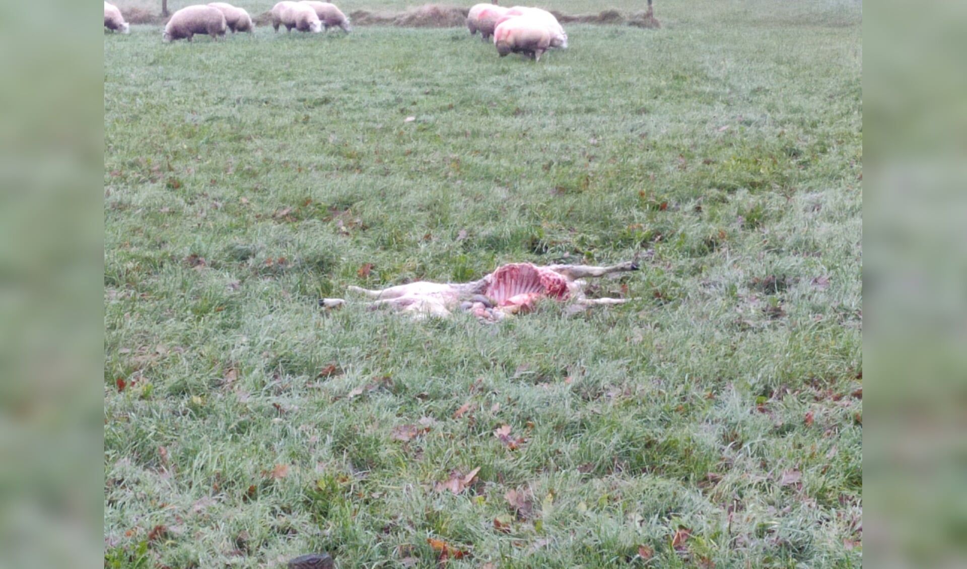 Werk van de wolf?
