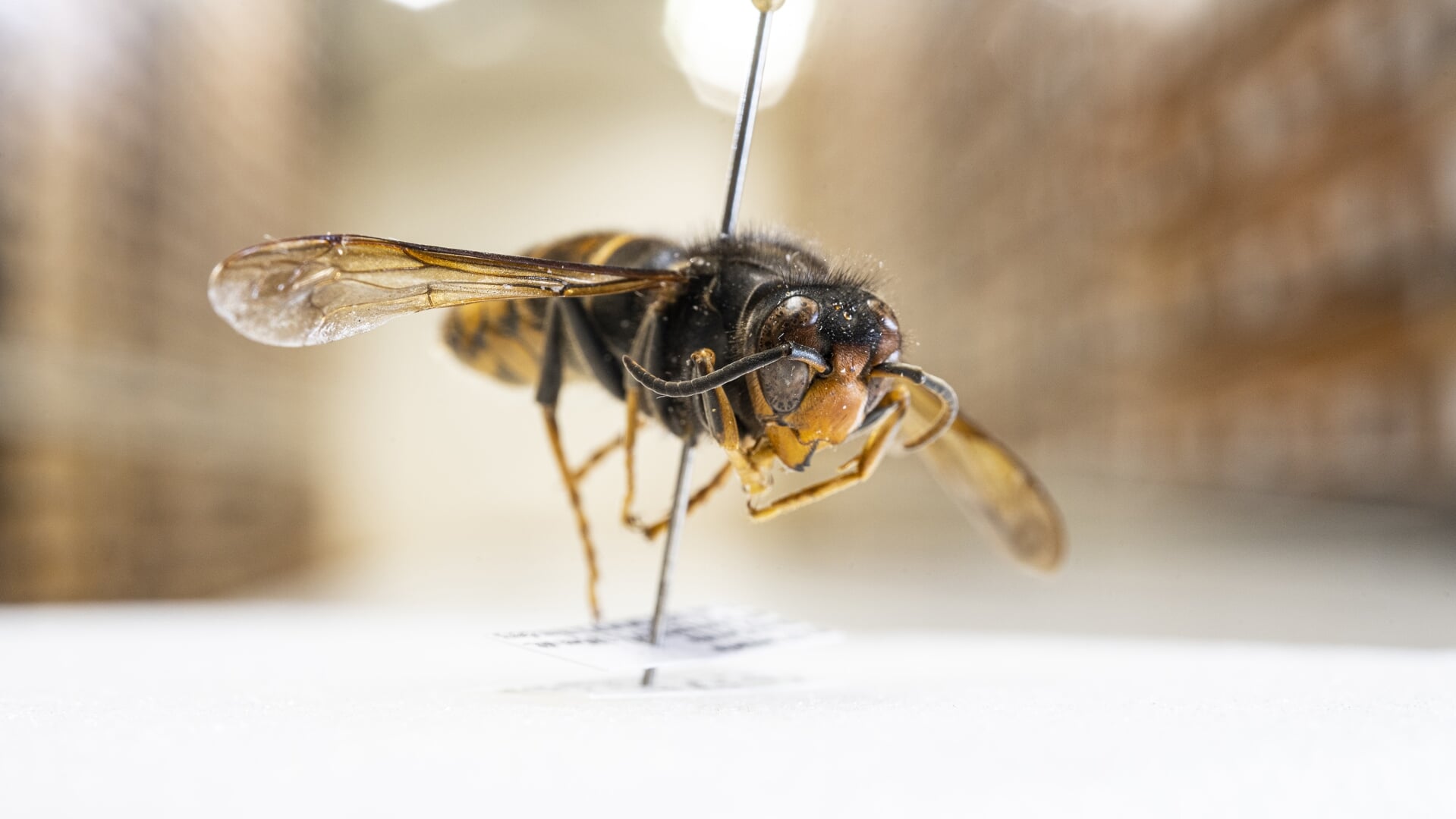 Een opgezette Aziatische hoornaar in museum Naturalis.
