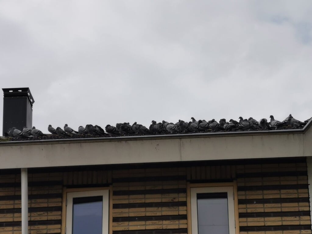 Soms zitten honderden duiven op de daken