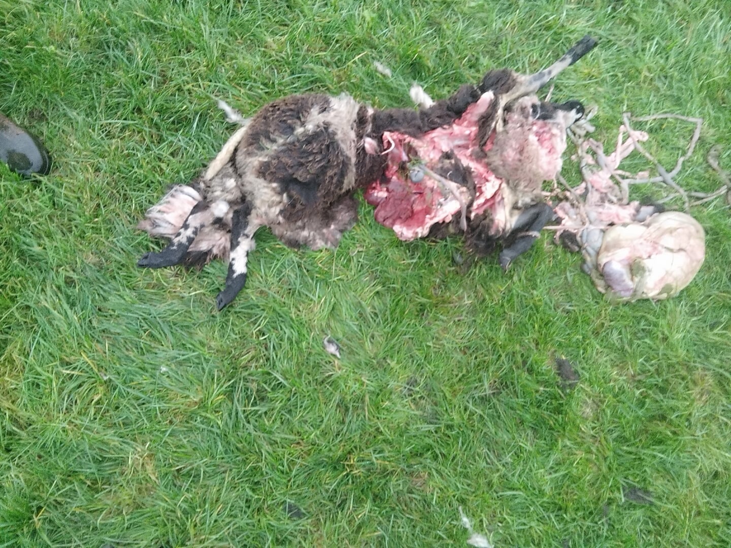 Een wolvenexpert stelde vast dat een wolf twee schapen doodde.