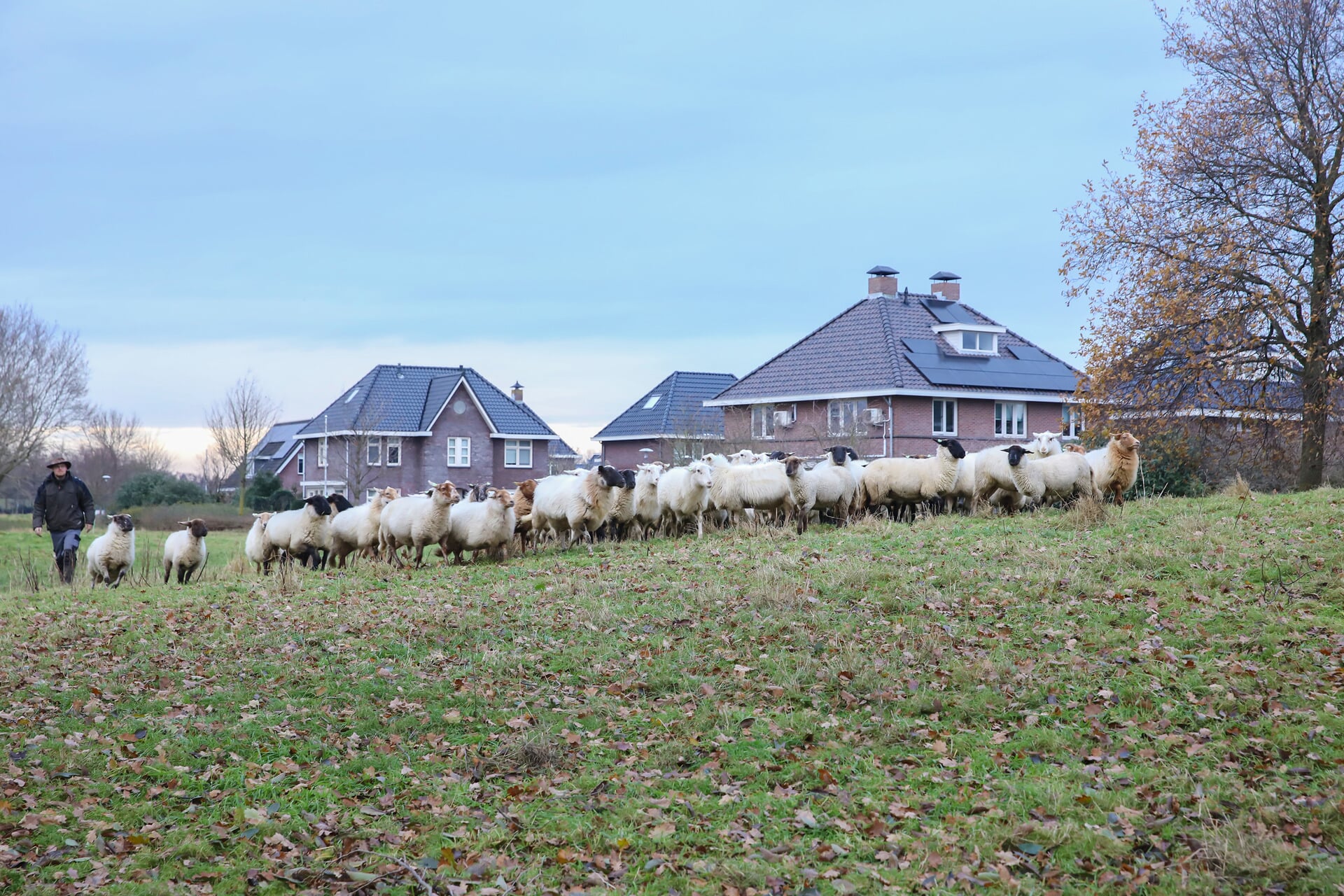 Afbeelding