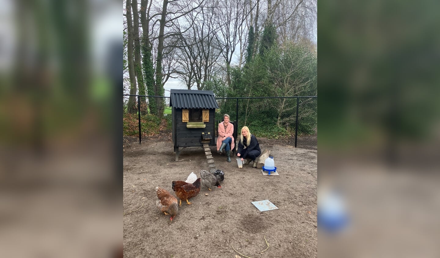 Kippen lopen op hun gemak in de tuin.