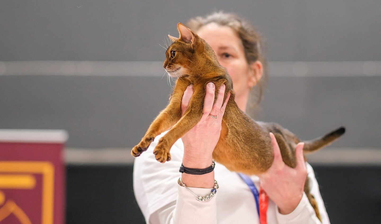 Kattenshow Mundikat Winnershow 2023