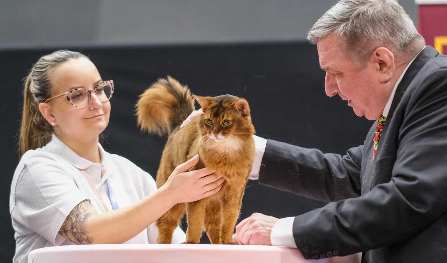 Kattenshow Mundikat Winnershow 2023