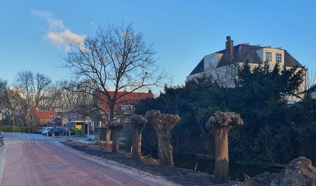 De knotwilgen op hun nieuwe plek.