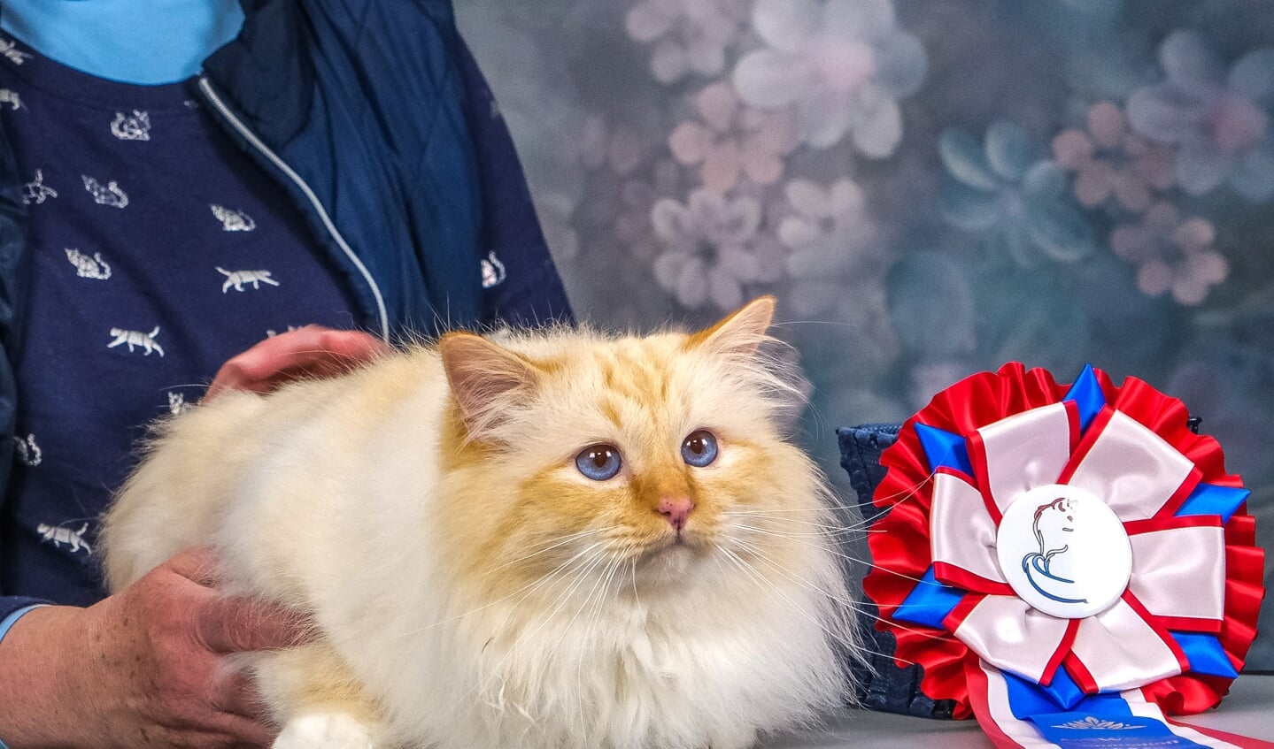 Kattenshow Mundikat Winnershow 2023