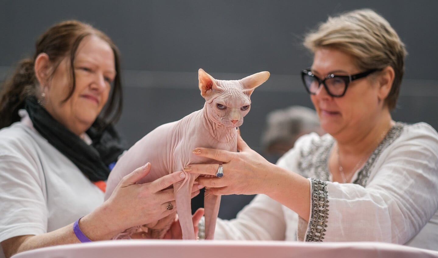 Kattenshow Mundikat Winnershow 2023