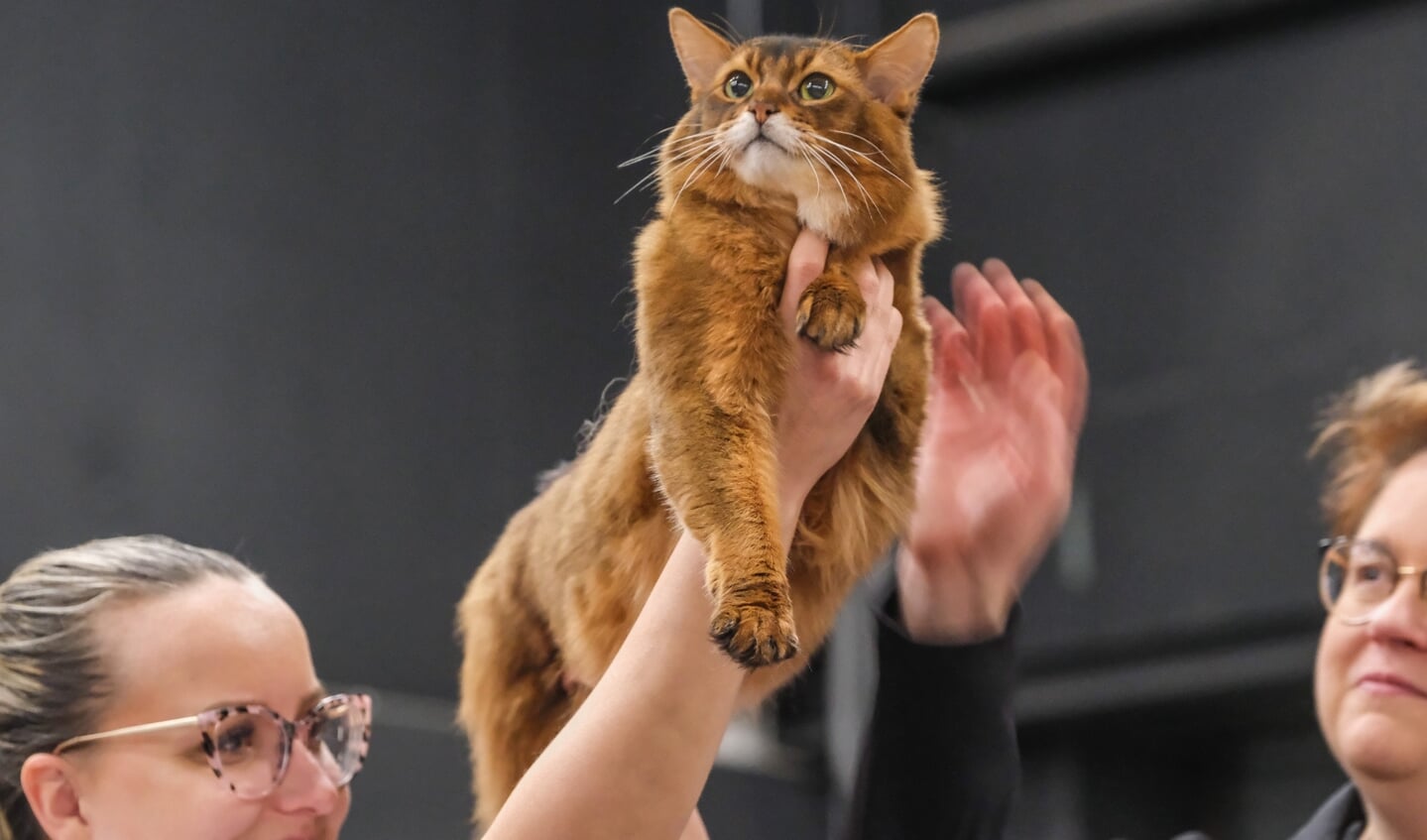 Kattenshow Mundikat Winnershow 2023