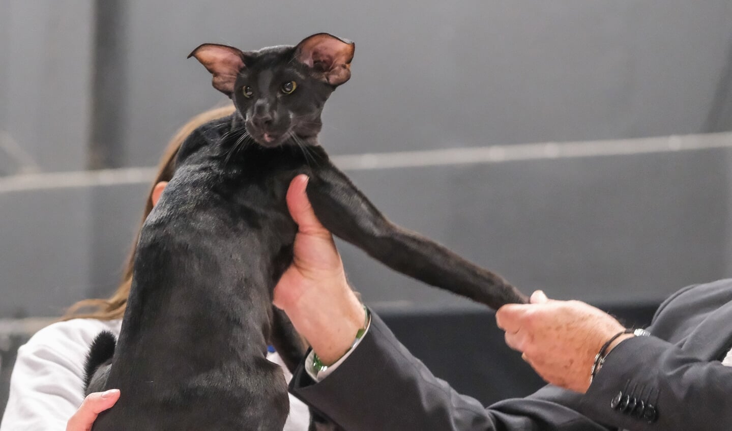 Kattenshow Mundikat Winnershow 2023