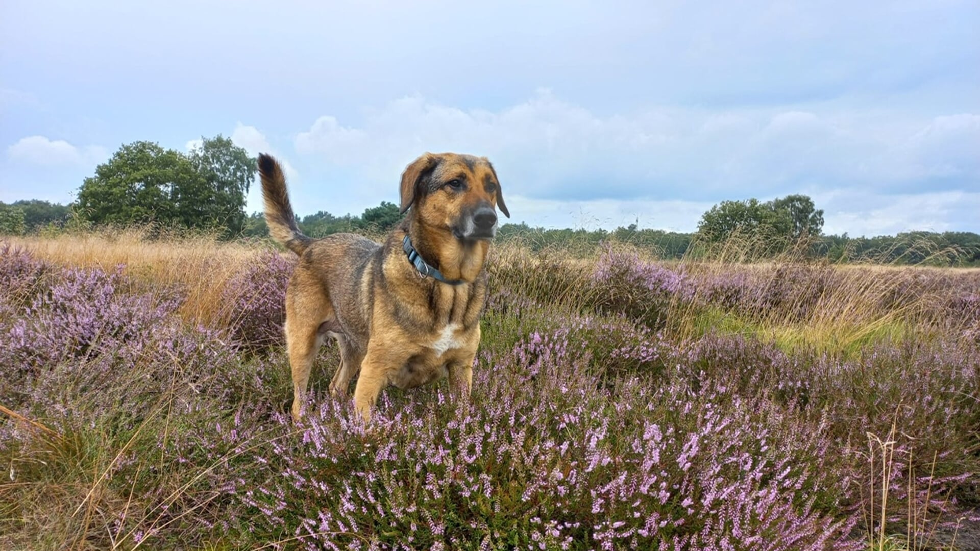 In Ermelo zijn meerdere hondenlosloopgebieden, allemaal met hun eigen karakter. De Ermelose Hondenwandeling verbindt vier hondenlosloopgebieden.