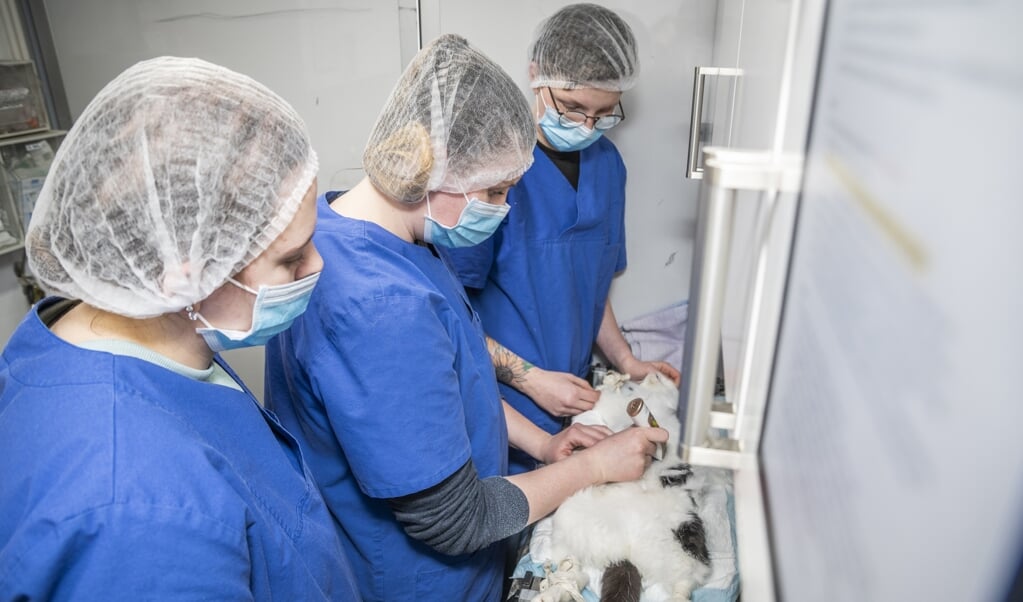 Studenten Angelika, Joelle en Vera bereiden een zwerfkat voor op de ingreep. Via de QR-code steun je hun crowdfundingsactie voor de Stichting Zwerfkatten Nederland.