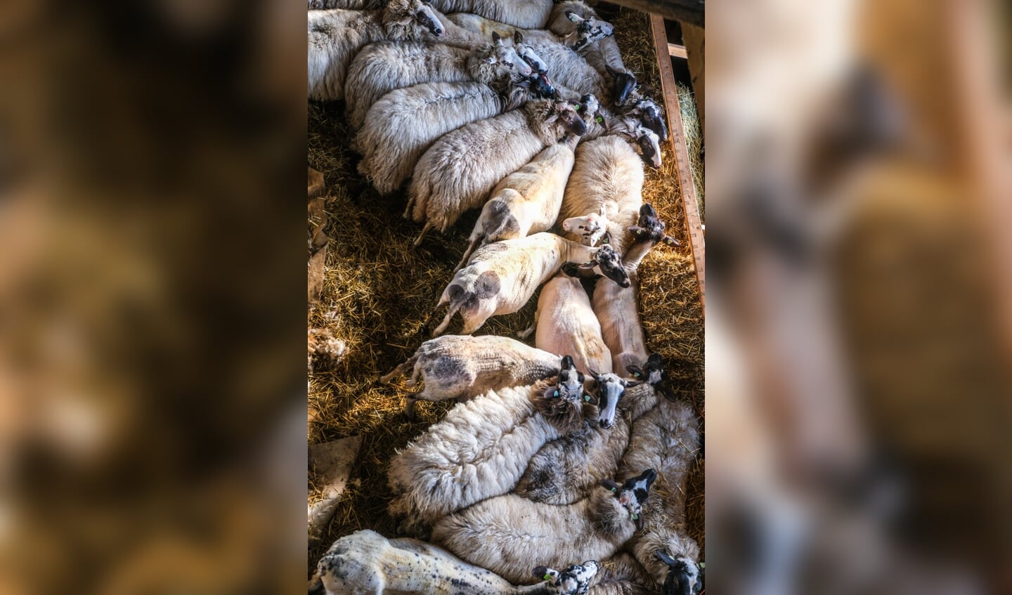 Winterscheren schapen bij Paiul Bos