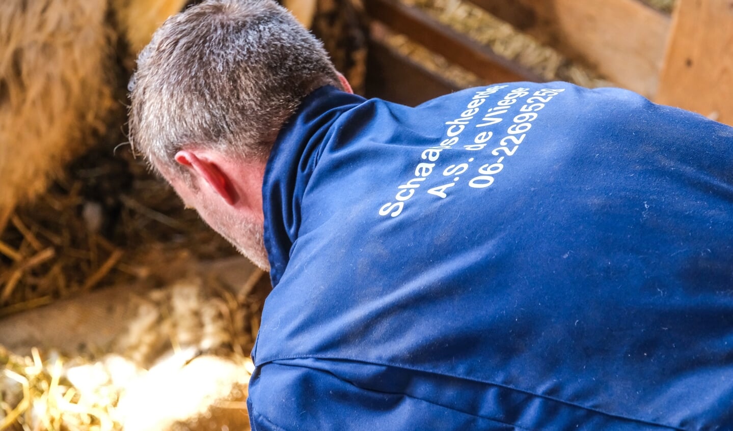 Winterscheren schapen bij Paiul Bos