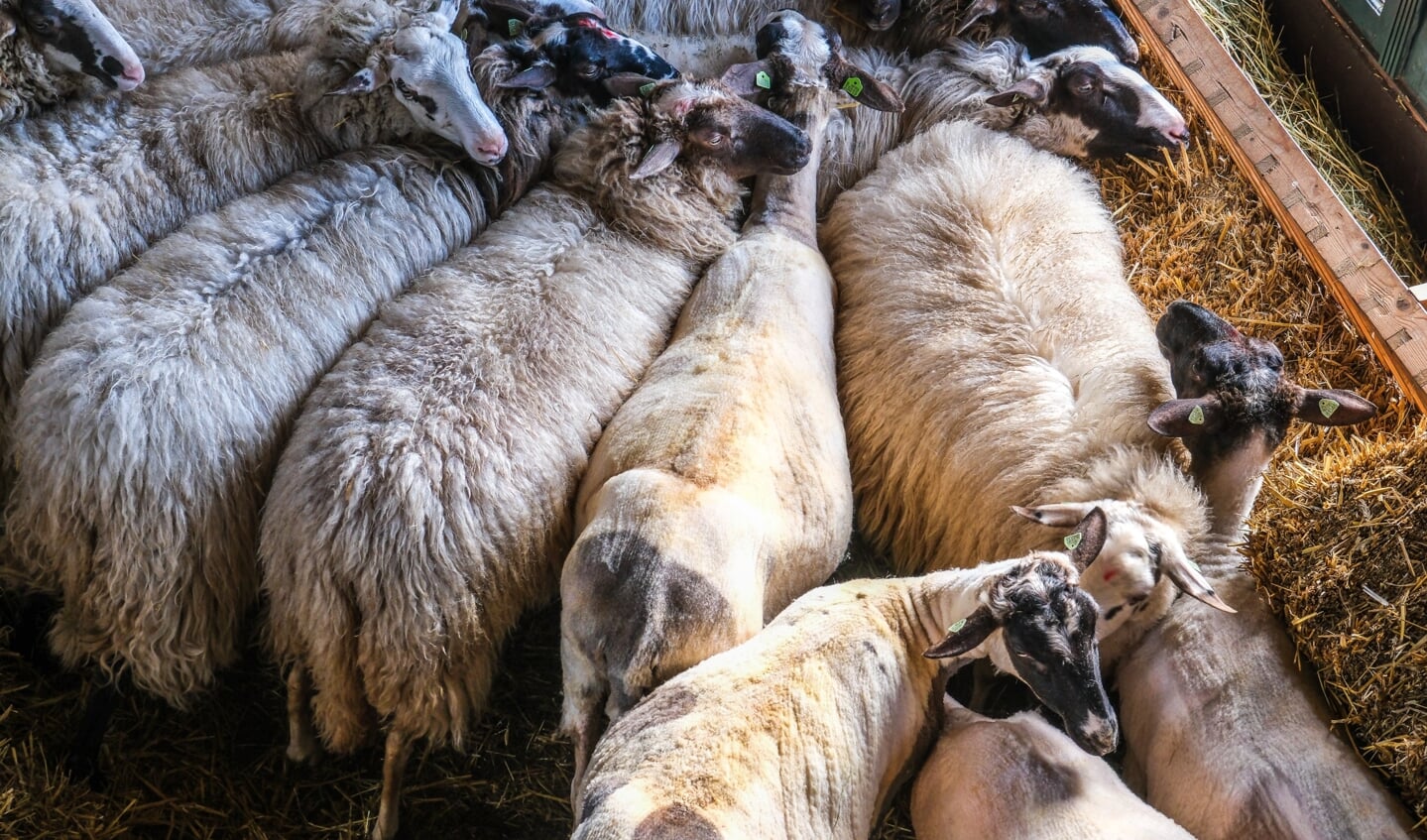 Winterscheren schapen bij Paiul Bos