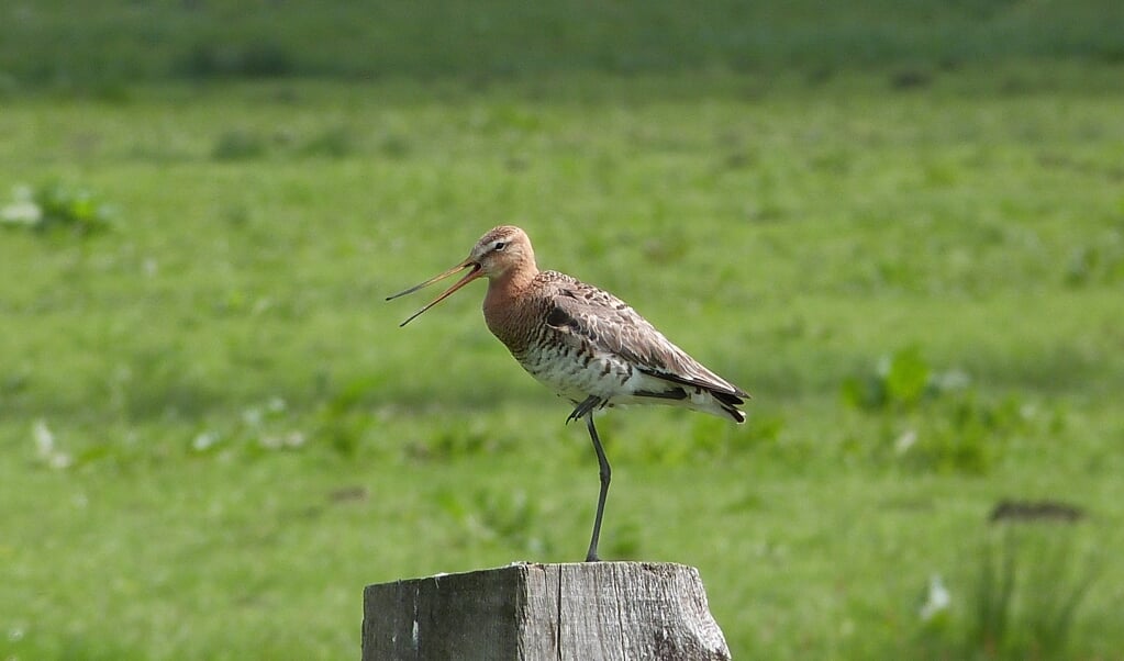 Grutto in Nekkeveld