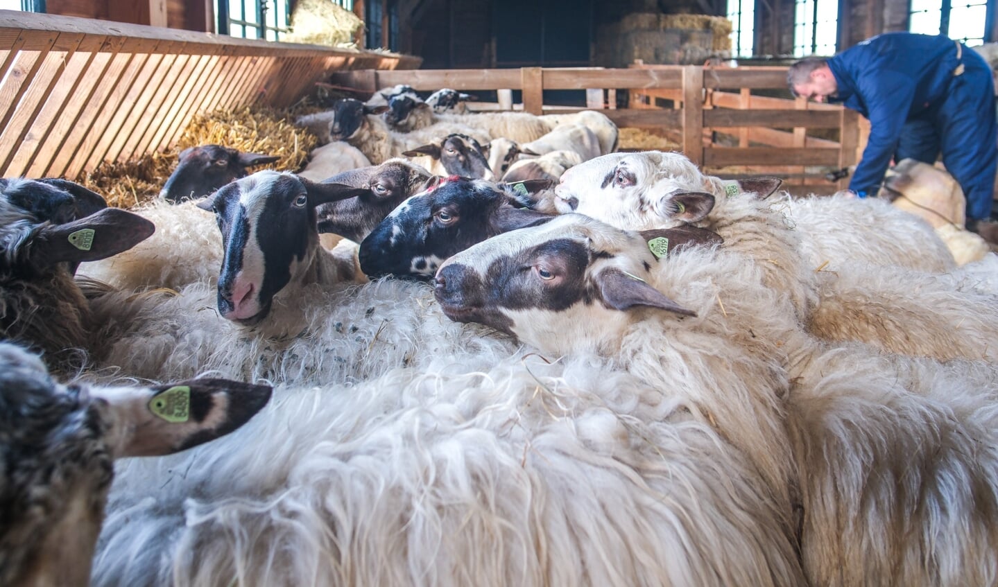 Winterscheren schapen bij Paiul Bos