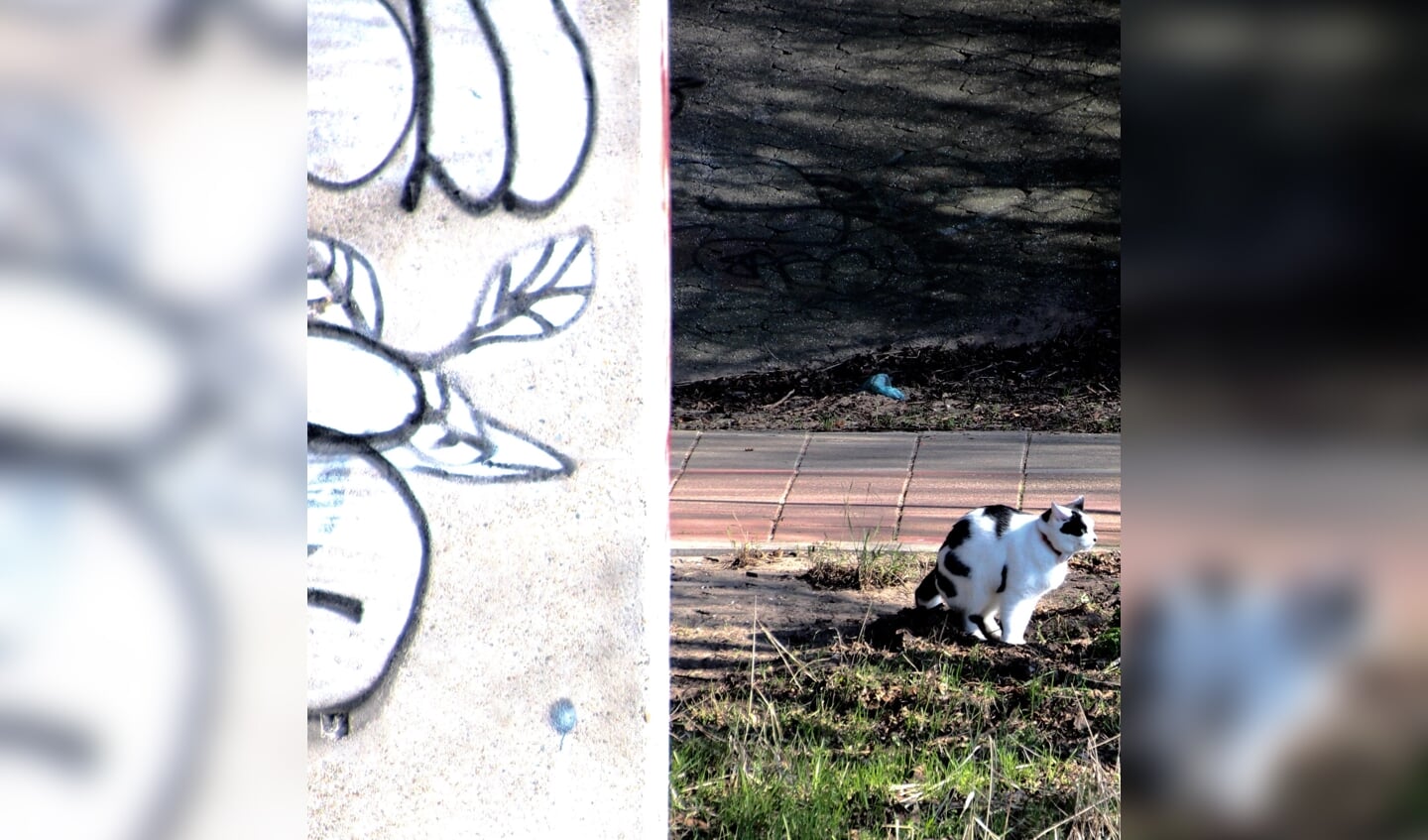 Zwart witte kat kleurt bij de muur met graffiti.