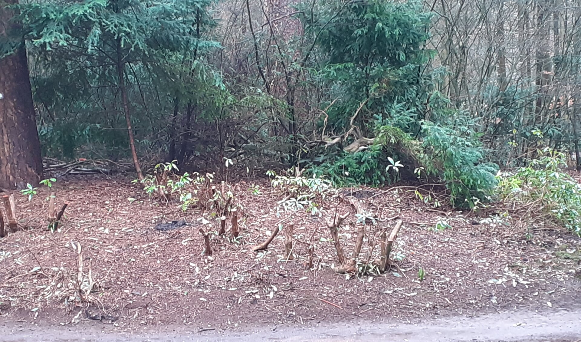 De afgezaagde Rododendrons 