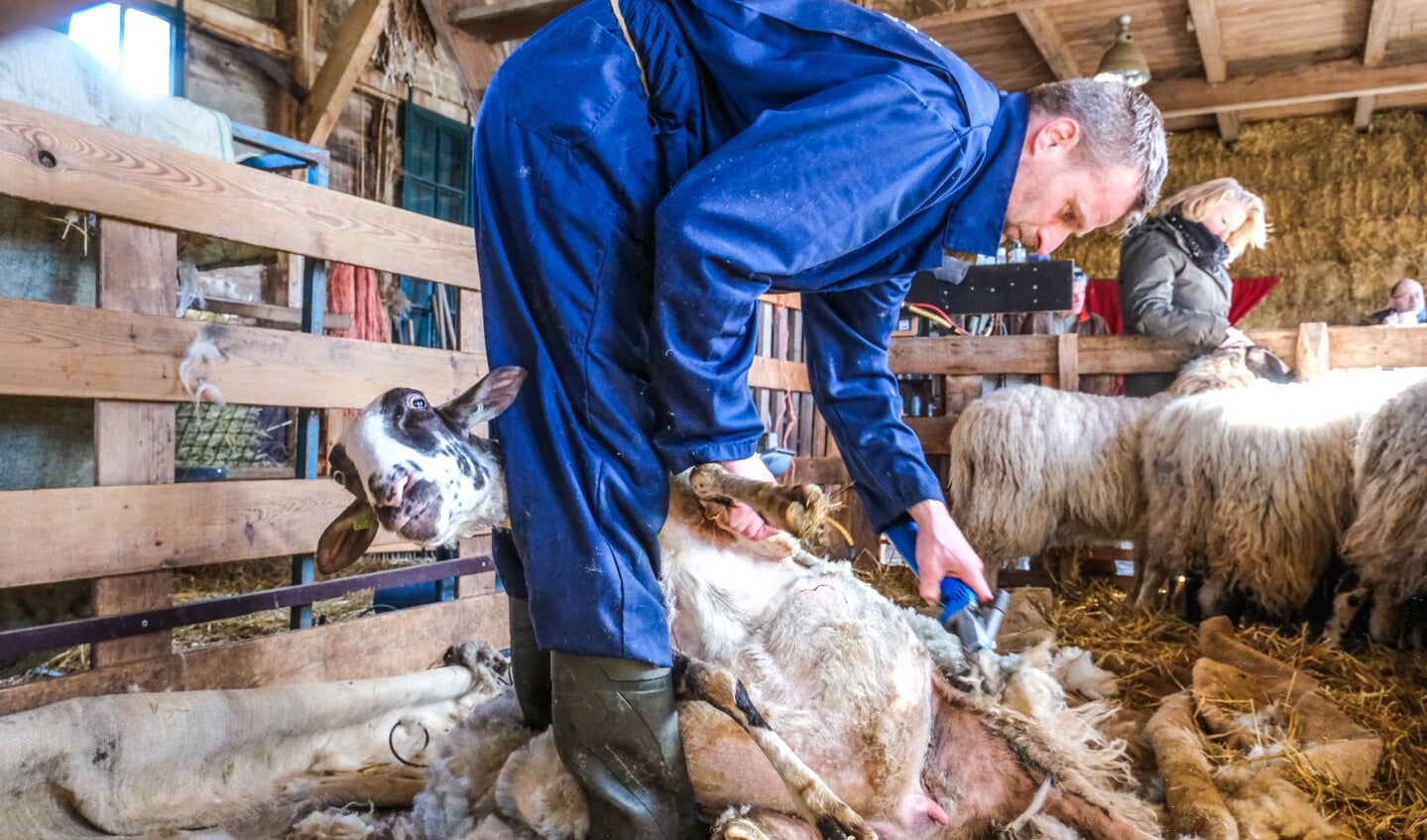 Winterscheren schapen bij Paiul Bos