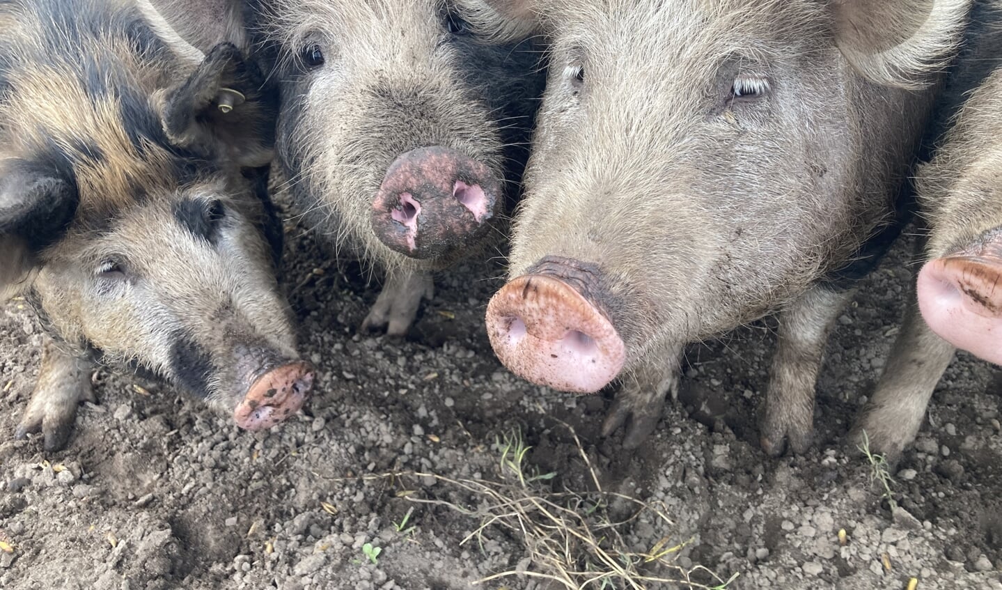 Mede door de varkens zijn ze bij de Groene Inval weer helemaal klaar voor een nieuw tuinseizoen.