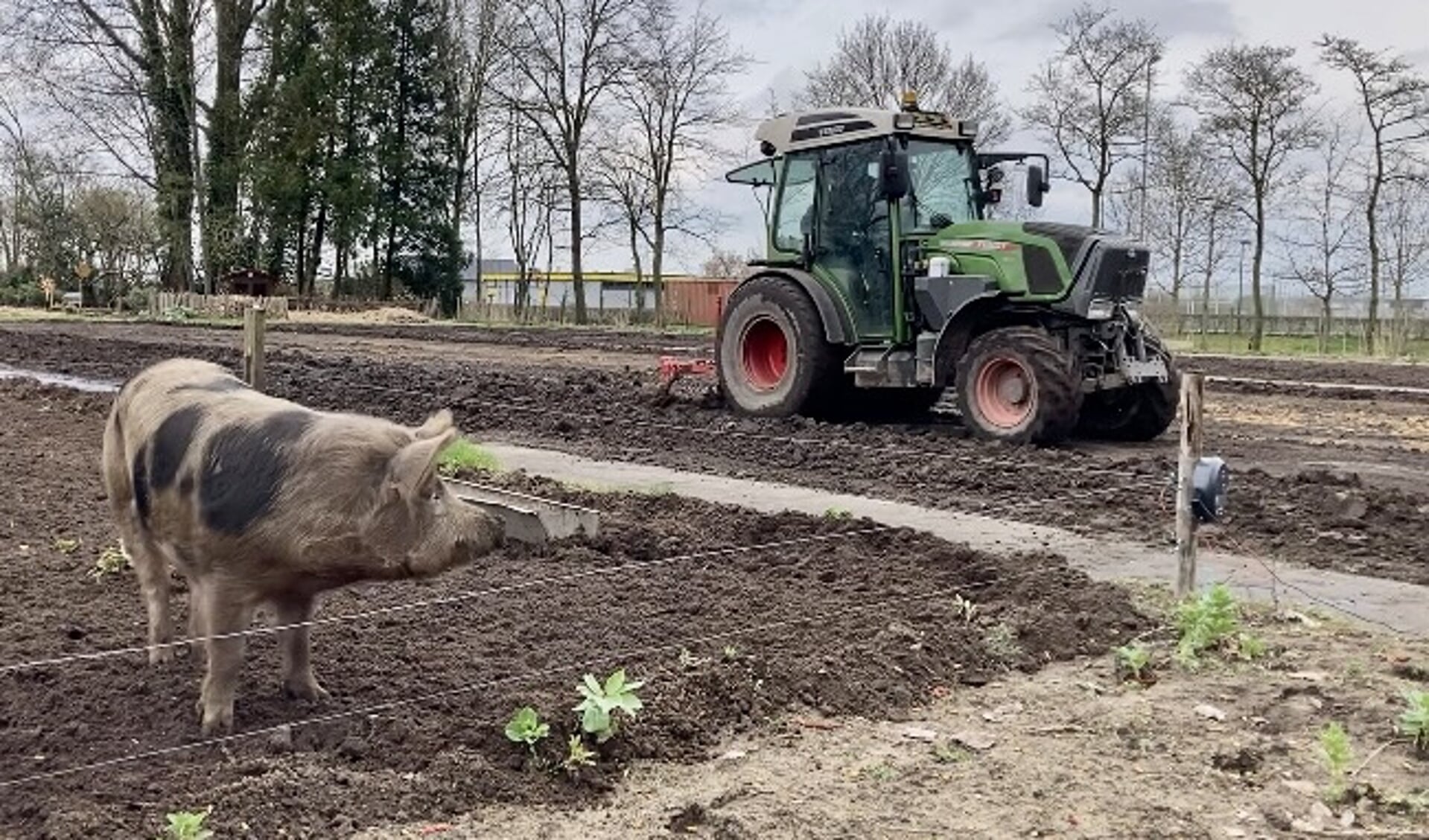 Mede door de varkens zijn ze bij de Groene Inval weer helemaal klaar voor een nieuw tuinseizoen