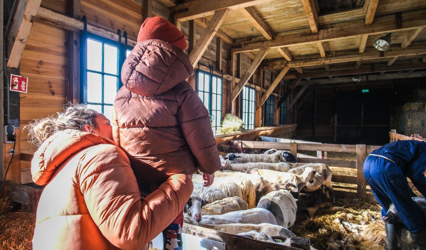 Winterscheren schapen bij Paiul Bos