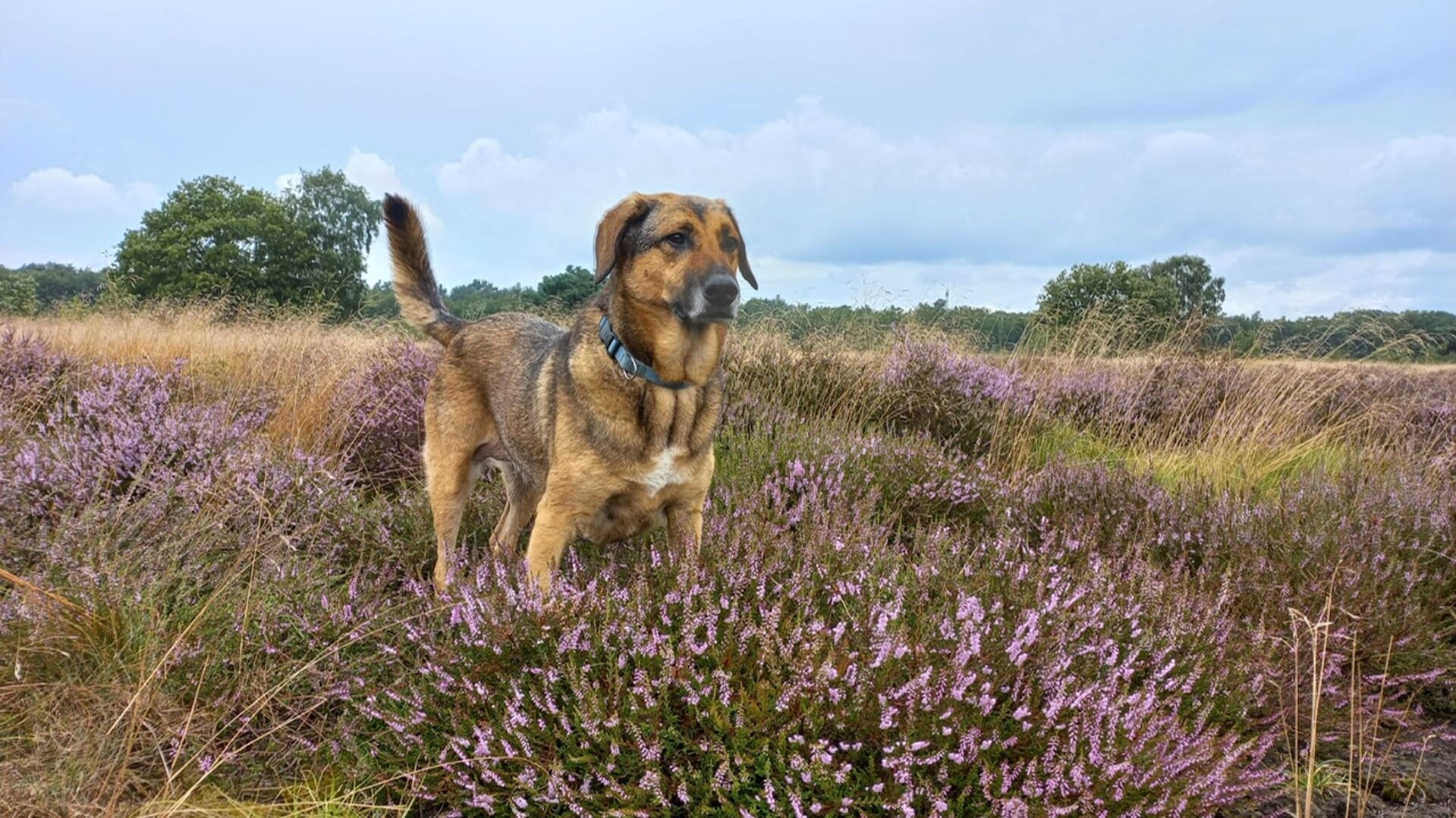 Het wordt verboden tussen 15 maart tot en met 14 juli gedurende de gehele dag honden los te laten lopen op de Ermelosche Heide.