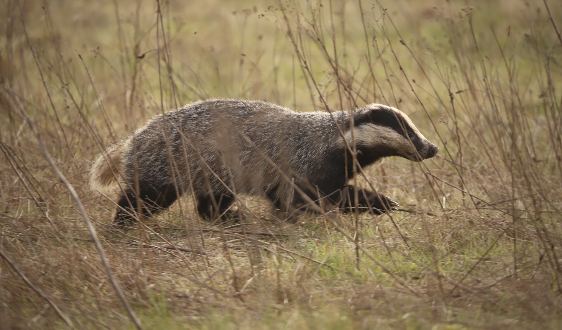 Dassen op paasochtend voor lens Barneveldse natuurfotograaf - Barneveldse  Krant