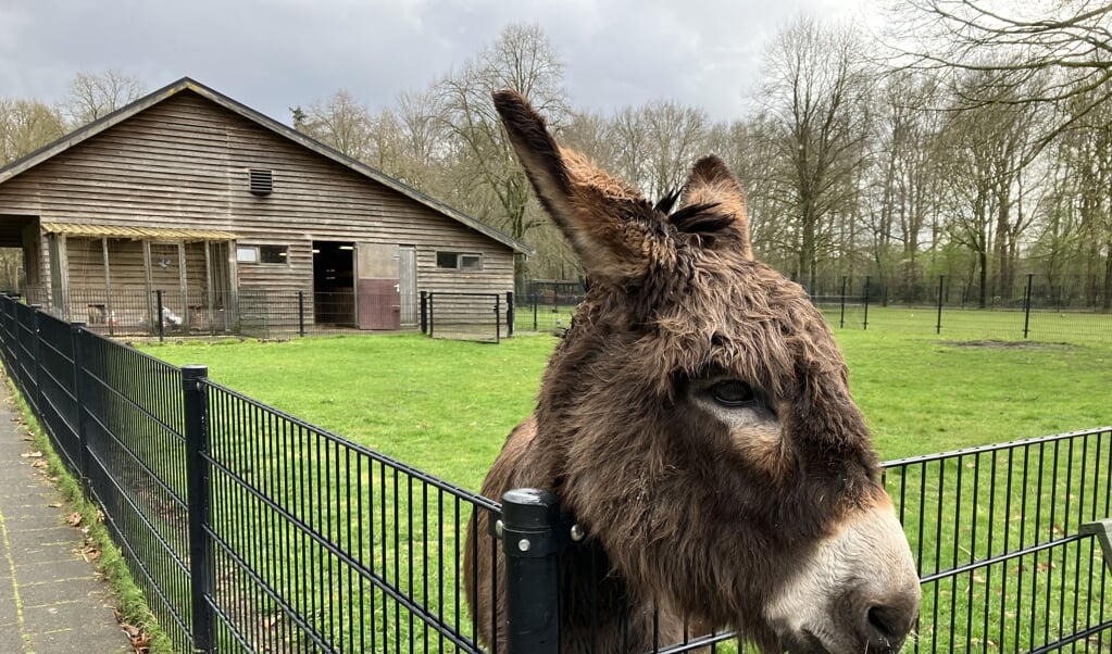 De ezel van de Klinkboerderij van woon-zorgpark 's Heeren Loo in Ermelo, dat zijn 40-jarig jubileum vierde. 