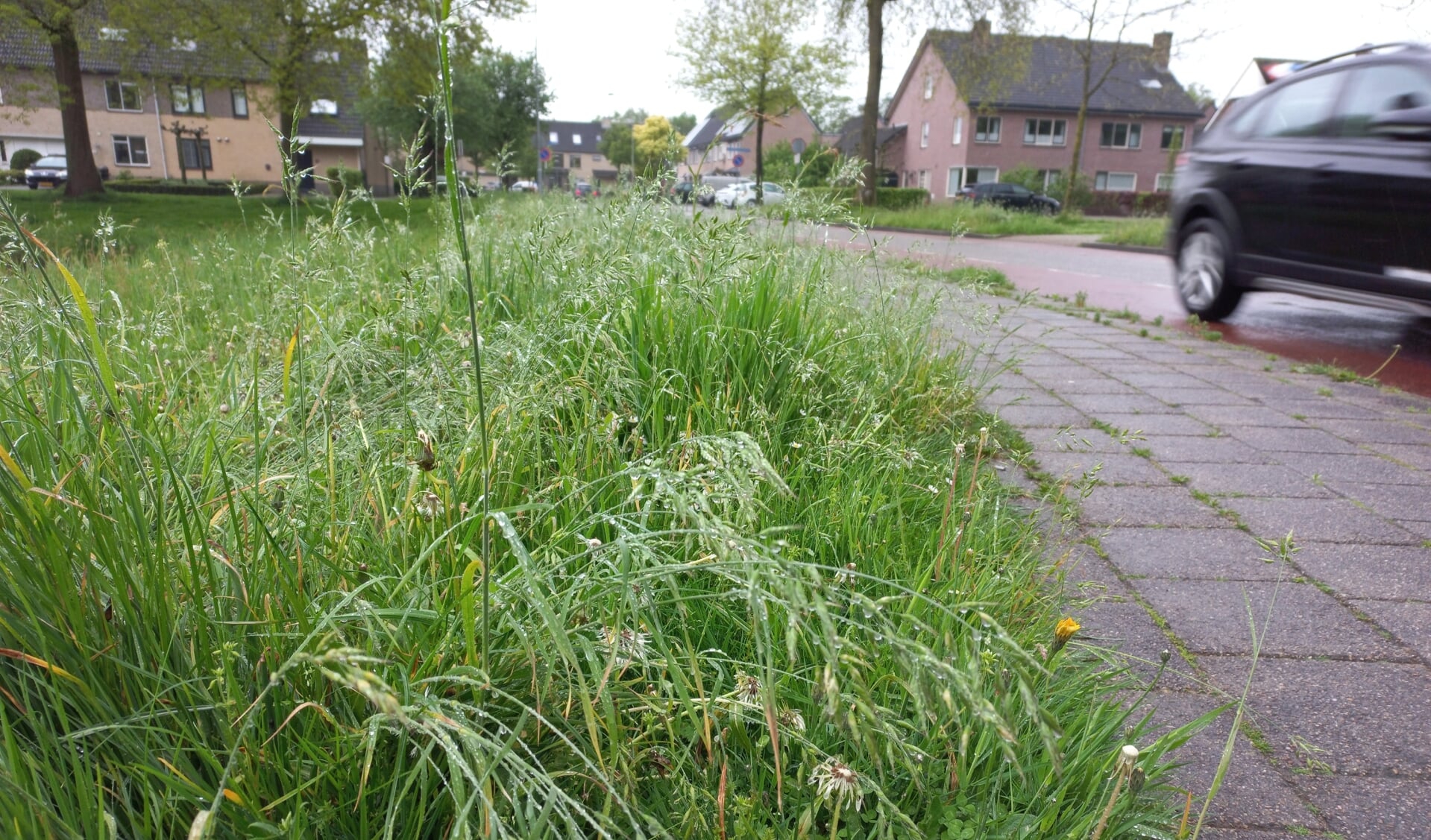 Hoog gras in de berm langs de Wethouder Rebellaan in Barneveld.