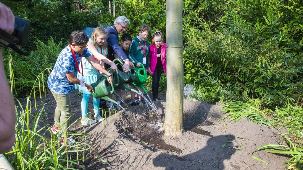 Dierenpark Amersfoort bestaat vandaag 75 jaar en viert dit onder meer met het planten van een boom door burgemeester Lucas Bolsius en kinderburgemeester Lynn Verhoeven. 