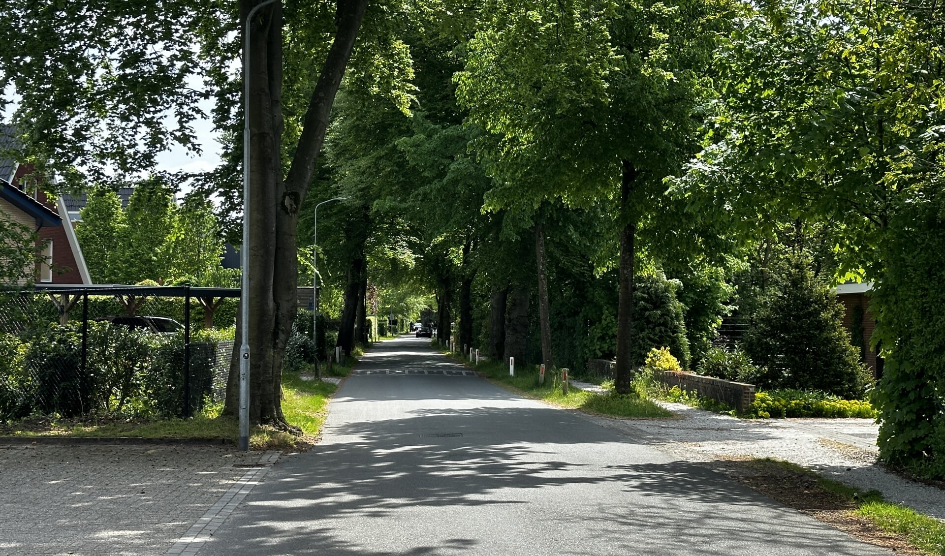 Veel bomen langs de Plesmanlaan zijn monumentaal.