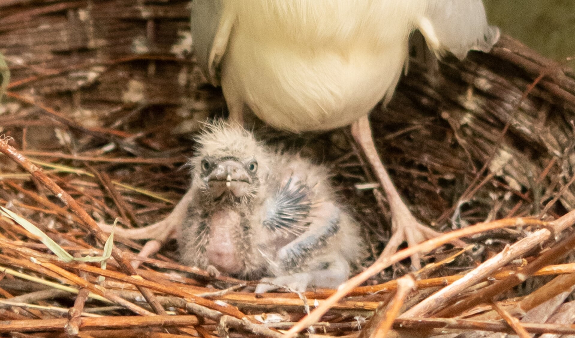 Het mannetje en vrouwtje bouwen samen aan een nest om eieren in te leggen. Wanneer er een koppel ontstaat, blijft het kwakkenstel de rest van hun leven samen.