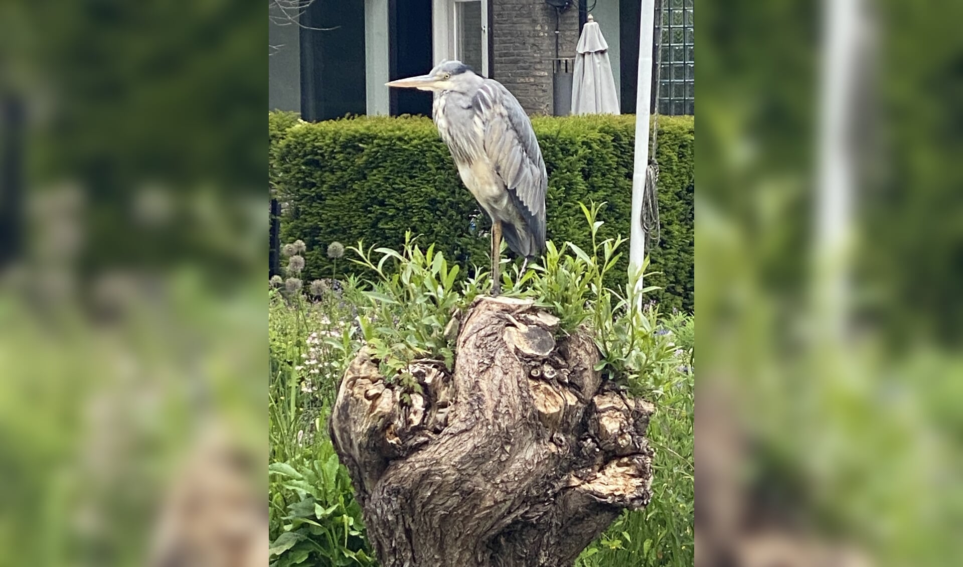 Gespot dinsdag 30 mei bij het Reijgerseiland.
