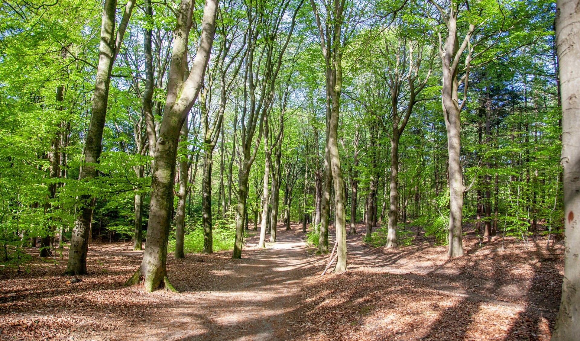 Voorjaar in het Amerongse Bos