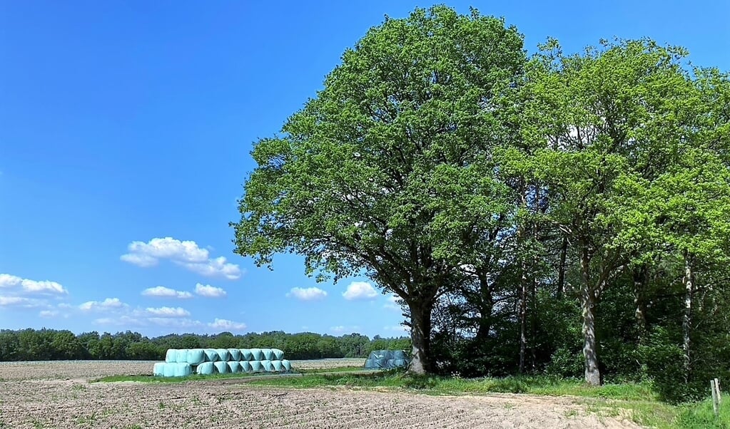 Majestueuze zomereiken op het Land van Peelen. Mooi uitgegroeid op het ruige open heidegebied dat hier was en ooit terugkomt. 