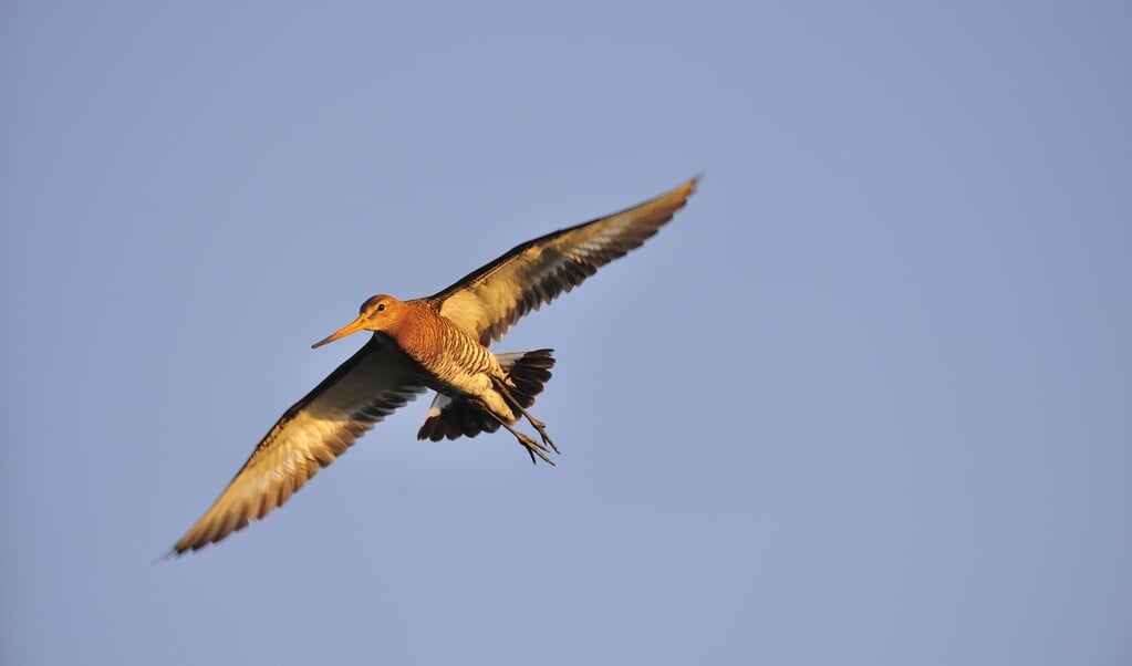 Eemland bij Eemnes, extensief beheert weidevogelgebied met wandelroute, grutto