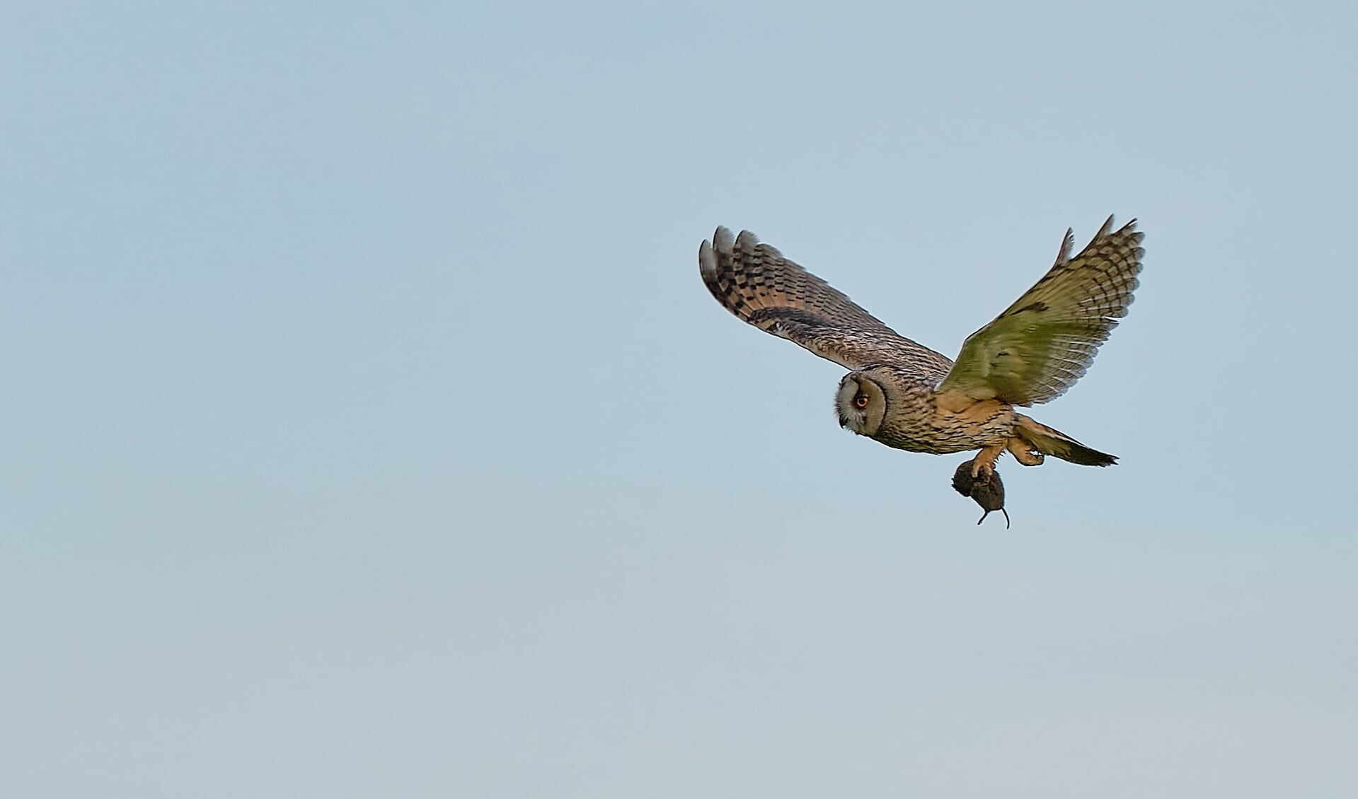 Ransuil met muis in de Binnenveldse Hooilanden