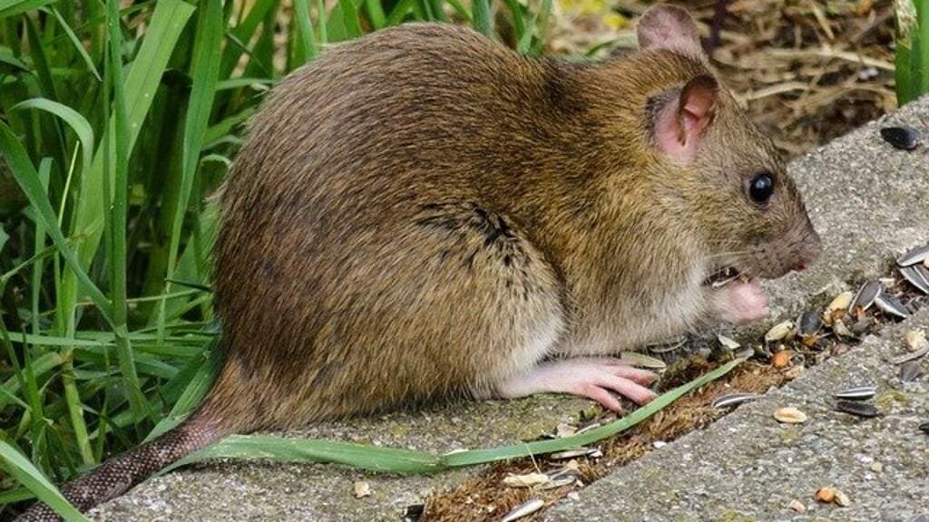 The rat nuisance in Amstelveen is increasing