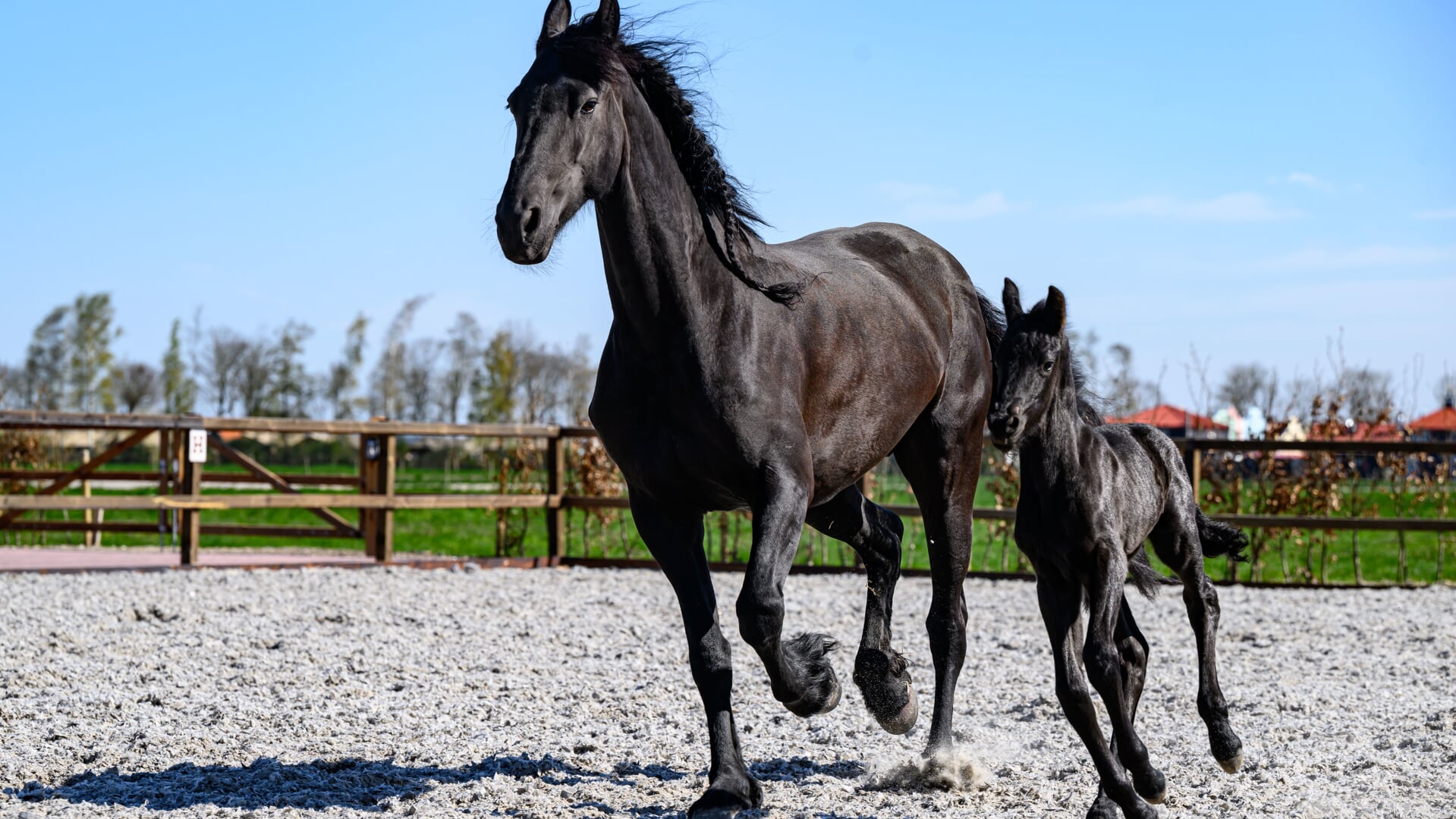 Sfeerfoto Stoeterij Molenwaard ‘Fries Paard Helma met haar veulen Wiepke’