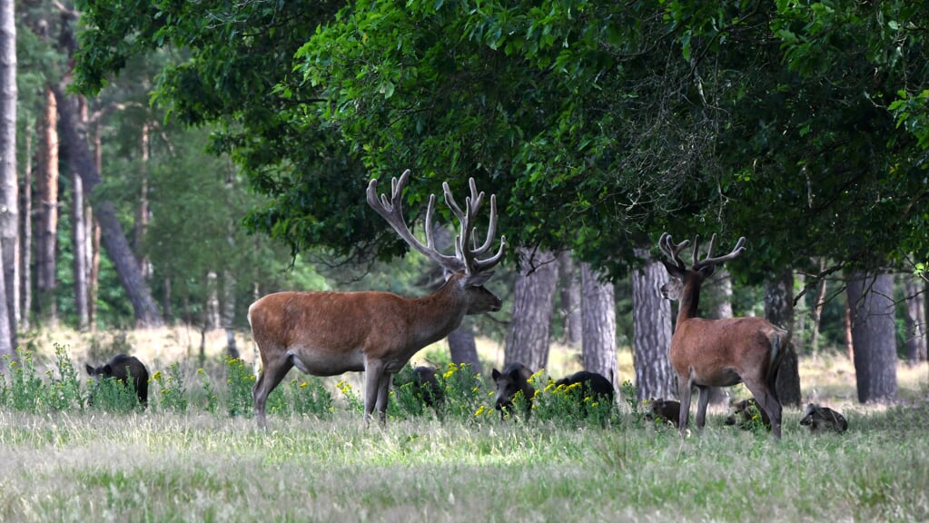 Typisch Veluwe beeld. Maar de provincie moet wel een tandje bijzetten om dit idyllische beeld te behouden, stelt een adviesclub.